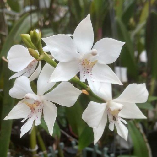 Mã 26 Caularthron bicornutum