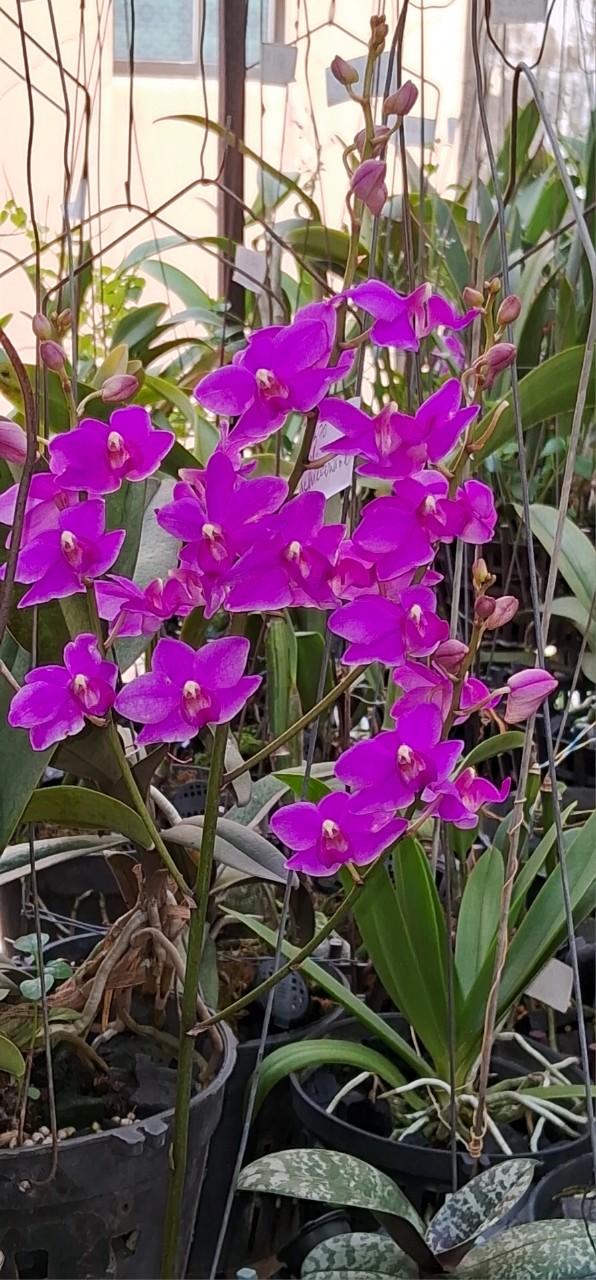Mã 29 Doritaenopsis.