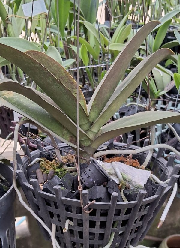 Mã 29 Doritaenopsis.