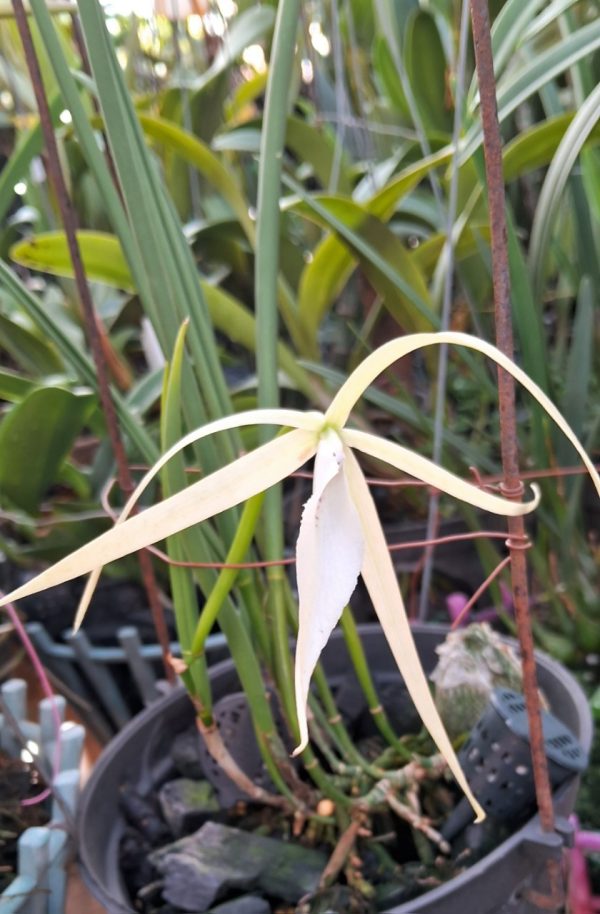 Mã 30 Laelia rubescen