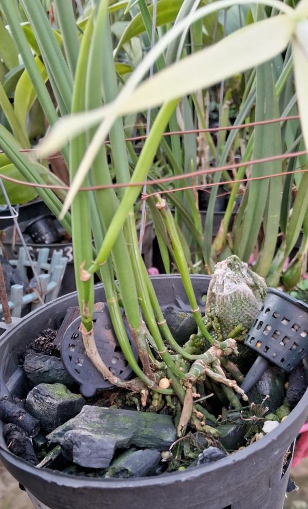 Mã 30 Laelia rubescen