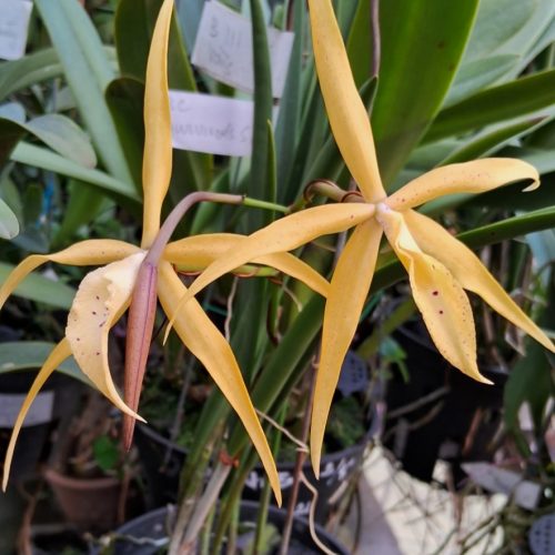 z5061558509768_ee46e11809175ba1a8195e9d7251bf9c Mã 32 Jairsk Jewel , 2 hướng, nhiều thân