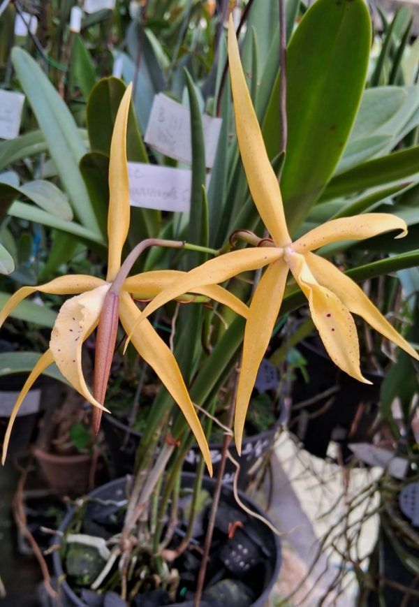 Mã 32 Jairsk Jewel , 2 hướng, nhiều thân