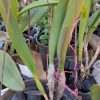 Mã 35